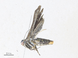  ( - CBG-A36872-F08)  @11 [ ] CreativeCommons - Attribution Share - Alike (2024) CBG Photography Group Centre for Biodiversity Genomics