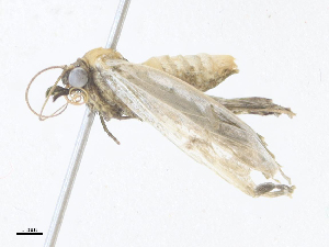  ( - CBG-A38420-F12)  @11 [ ] CreativeCommons - Attribution Share - Alike (2024) CBG Photography Group Centre for Biodiversity Genomics