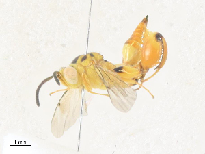 (chalMalaise9827 - CBG-A38513-B06)  @11 [ ] CreativeCommons - Attribution Share - Alike (2024) CBG Photography Group Centre for Biodiversity Genomics