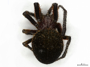  ( - CBG-A38514-H05)  @11 [ ] CreativeCommons - Attribution Share-Alike (2024) CBG Photography Group Centre for Biodiversity Genomics
