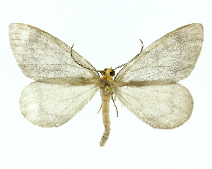  (Ballantiophora Malaise4497 - 20-BIOALFA-001072)  @11 [ ] CreativeCommons - Attribution Non-Commercial Share-Alike (2023) Eugenie Phillips Guanacaste Dry Forest Conservation Fund