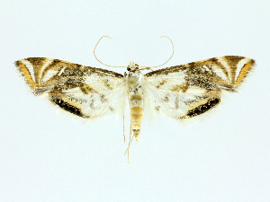  (Argyractoides bioalfa1438 - 22-BIOALFA-001787)  @11 [ ] CreativeCommons - Attribution Non-Commercial Share-Alike (2023) Eugenie Phillips Guanacaste Dry Forest Conservation Fund