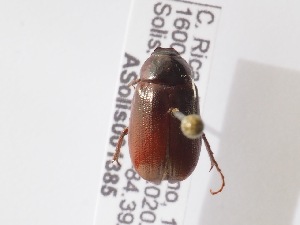  ( - ASolis001385)  @11 [ ] CreativeCommons Attribution NonCommercial ShareAlike (2021) Angel Solis BioAlfa