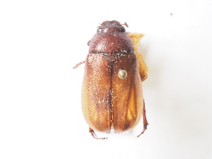  (Phyllophaga chiriquinaASolis04 - ASolis001625)  @11 [ ] CreativeCommons - Attribution Non-Commercial Share-Alike (2022) Bernardo Espinoza Guanacaste Dry Forest Conservation Fund