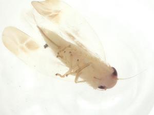  ( - CBG-A27443-H01)  @11 [ ] CreativeCommons - Attribution Share - Alike (2024) Centre for Biodiversity Genomics Centre for Biodiversity Genomics