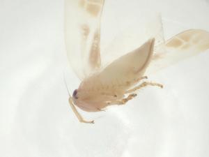  ( - CBG-A27467-A06)  @11 [ ] CreativeCommons - Attribution Share - Alike (2024) Centre for Biodiversity Genomics Centre for Biodiversity Genomics