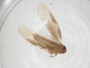  ( - CBG-A29407-H11)  @11 [ ] CreativeCommons - Attribution Share - Alike (2024) Centre for Biodiversity Genomics Centre for Biodiversity Genomics