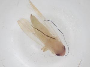  ( - CBG-A29410-D10)  @11 [ ] CreativeCommons - Attribution Share - Alike (2024) Centre for Biodiversity Genomics Centre for Biodiversity Genomics