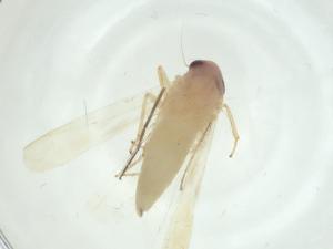  ( - CBG-A29412-D12)  @11 [ ] CreativeCommons - Attribution Share - Alike (2024) Centre for Biodiversity Genomics Centre for Biodiversity Genomics