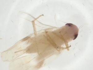  ( - CBG-A29415-G11)  @11 [ ] CreativeCommons - Attribution Share - Alike (2024) Centre for Biodiversity Genomics Centre for Biodiversity Genomics