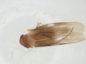  ( - CBG-A29423-B09)  @11 [ ] CreativeCommons - Attribution Share - Alike (2024) Centre for Biodiversity Genomics Centre for Biodiversity Genomics