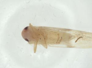  ( - CBG-A29424-E04)  @11 [ ] CreativeCommons - Attribution Share - Alike (2024) Centre for Biodiversity Genomics Centre for Biodiversity Genomics