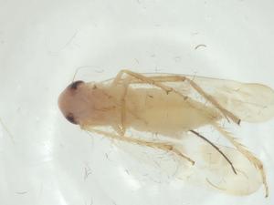  ( - CBG-A29424-E05)  @11 [ ] CreativeCommons - Attribution Share - Alike (2024) Centre for Biodiversity Genomics Centre for Biodiversity Genomics