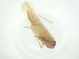  ( - CBG-A29424-G01)  @11 [ ] CreativeCommons - Attribution Share - Alike (2024) Centre for Biodiversity Genomics Centre for Biodiversity Genomics