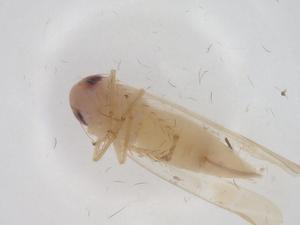  ( - CBG-A29425-C04)  @11 [ ] CreativeCommons - Attribution Share - Alike (2024) Centre for Biodiversity Genomics Centre for Biodiversity Genomics