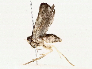  ( - BIOUG76521-C05)  @11 [ ] CreativeCommons - Attribution (2022) CBG Photography Group Centre for Biodiversity Genomics