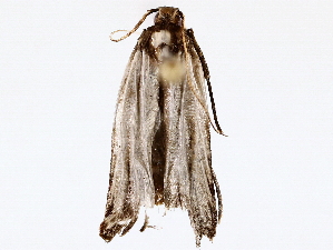  (gelJanzen01 Janzen3939 - BIOUG76522-B09)  @11 [ ] CreativeCommons - Attribution (2022) CBG Photography Group Centre for Biodiversity Genomics