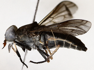  (Tabanus colombensis - BIOUG76523-H10)  @11 [ ] CreativeCommons - Attribution (2022) CBG Photography Group Centre for Biodiversity Genomics