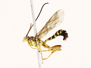  ( - BIOUG76525-E05)  @11 [ ] CreativeCommons - Attribution (2022) CBG Photography Group Centre for Biodiversity Genomics