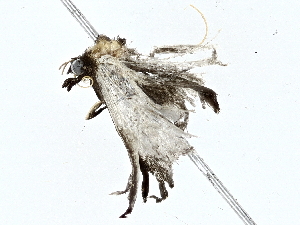  ( - BIOUG76554-C05)  @11 [ ] CreativeCommons - Attribution (2022) CBG Photography Group Centre for Biodiversity Genomics