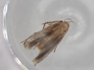  (gelMalaise01 Malaise7127 - BIOUG77598-E04)  @11 [ ] CreativeCommons - Attribution (2022) Centre for Biodiversity Genomics Centre for Biodiversity Genomics