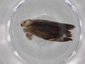  ( - BIOUG77598-E05)  @11 [ ] CreativeCommons - Attribution (2022) Centre for Biodiversity Genomics Centre for Biodiversity Genomics