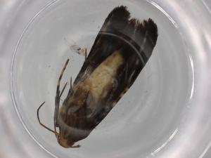  ( - BIOUG78468-H09)  @11 [ ] CreativeCommons - Attribution (2022) Centre for Biodiversity Genomics Centre for Biodiversity Genomics