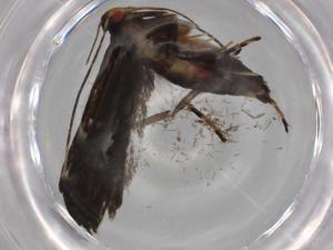  ( - BIOUG78469-F05)  @11 [ ] CreativeCommons - Attribution (2022) Centre for Biodiversity Genomics Centre for Biodiversity Genomics