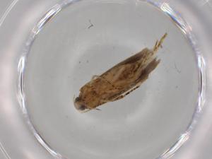  (gelMalaise01 Malaise9919 - BIOUG78769-D04)  @11 [ ] CreativeCommons - Attribution (2022) Centre for Biodiversity Genomics Centre for Biodiversity Genomics