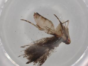  ( - BIOUG78769-E09)  @11 [ ] CreativeCommons - Attribution (2022) Centre for Biodiversity Genomics Centre for Biodiversity Genomics