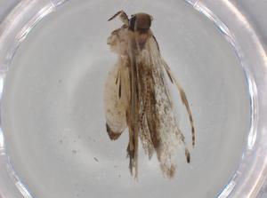  ( - BIOUG78769-E11)  @11 [ ] CreativeCommons - Attribution (2022) Centre for Biodiversity Genomics Centre for Biodiversity Genomics