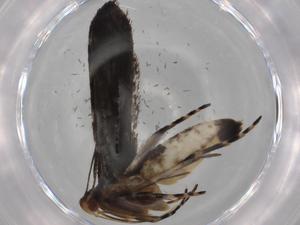  (gelMalaise01 Malaise8441 - BIOUG78769-F03)  @11 [ ] CreativeCommons - Attribution (2022) Centre for Biodiversity Genomics Centre for Biodiversity Genomics