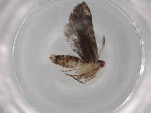  (geleBioLep01 BioLep8609 - BIOUG78769-H01)  @11 [ ] CreativeCommons - Attribution (2022) Centre for Biodiversity Genomics Centre for Biodiversity Genomics