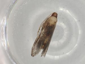  ( - BIOUG78773-D04)  @11 [ ] CreativeCommons - Attribution (2022) Centre for Biodiversity Genomics Centre for Biodiversity Genomics