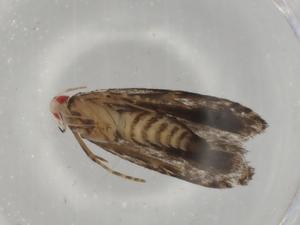  ( - BIOUG78773-F09)  @11 [ ] CreativeCommons - Attribution (2022) Centre for Biodiversity Genomics Centre for Biodiversity Genomics