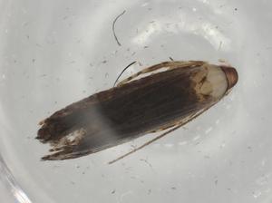  ( - BIOUG78773-G10)  @11 [ ] CreativeCommons - Attribution (2022) Centre for Biodiversity Genomics Centre for Biodiversity Genomics