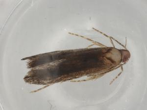  ( - BIOUG78778-H02)  @11 [ ] CreativeCommons - Attribution (2022) Centre for Biodiversity Genomics Centre for Biodiversity Genomics