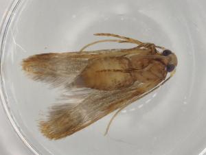  (Hypatopa Malaise9154 - BIOUG78778-H05)  @11 [ ] CreativeCommons - Attribution (2022) Centre for Biodiversity Genomics Centre for Biodiversity Genomics