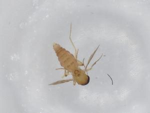  ( - BIOUG78805-D07)  @11 [ ] CreativeCommons - Attribution (2022) Centre for Biodiversity Genomics Centre for Biodiversity Genomics