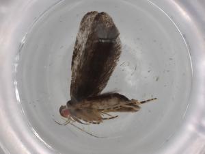  (gelMalaise01 Malaise0008 - BIOUG78839-A01)  @11 [ ] CreativeCommons - Attribution (2022) Centre for Biodiversity Genomics Centre for Biodiversity Genomics