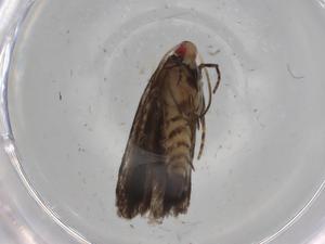  ( - BIOUG78839-D12)  @11 [ ] CreativeCommons - Attribution (2022) Centre for Biodiversity Genomics Centre for Biodiversity Genomics