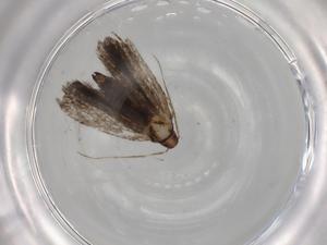  ( - BIOUG78859-H01)  @11 [ ] CreativeCommons - Attribution (2022) Centre for Biodiversity Genomics Centre for Biodiversity Genomics