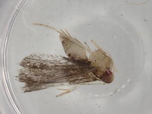  ( - BIOUG78859-H05)  @11 [ ] CreativeCommons - Attribution (2022) Centre for Biodiversity Genomics Centre for Biodiversity Genomics