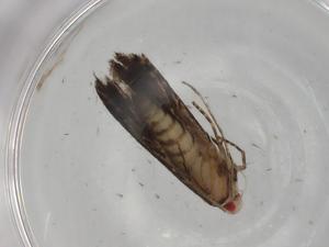  ( - BIOUG78859-H09)  @11 [ ] CreativeCommons - Attribution (2022) Centre for Biodiversity Genomics Centre for Biodiversity Genomics