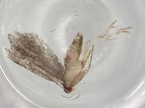  ( - BIOUG78888-H05)  @11 [ ] CreativeCommons - Attribution (2022) Centre for Biodiversity Genomics Centre for Biodiversity Genomics