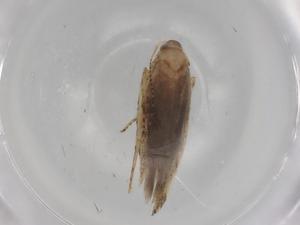  (gelMalaise01 Malaise7902 - BIOUG78896-B12)  @11 [ ] CreativeCommons - Attribution (2022) Centre for Biodiversity Genomics Centre for Biodiversity Genomics