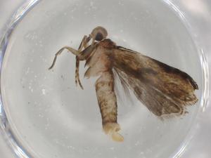  ( - BIOUG79506-G07)  @11 [ ] CreativeCommons - Attribution (2022) Centre for Biodiversity Genomics Centre for Biodiversity Genomics