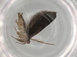  ( - BIOUG79506-H03)  @11 [ ] CreativeCommons - Attribution (2022) Centre for Biodiversity Genomics Centre for Biodiversity Genomics