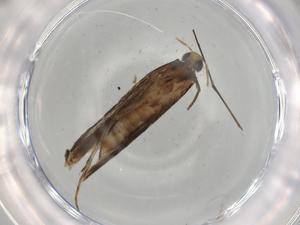  ( - BIOUG79534-G01)  @11 [ ] CreativeCommons - Attribution (2022) Centre for Biodiversity Genomics Centre for Biodiversity Genomics