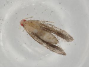  (gelMalaise01 Malaise9381 - BIOUG79534-G03)  @11 [ ] CreativeCommons - Attribution (2022) Centre for Biodiversity Genomics Centre for Biodiversity Genomics